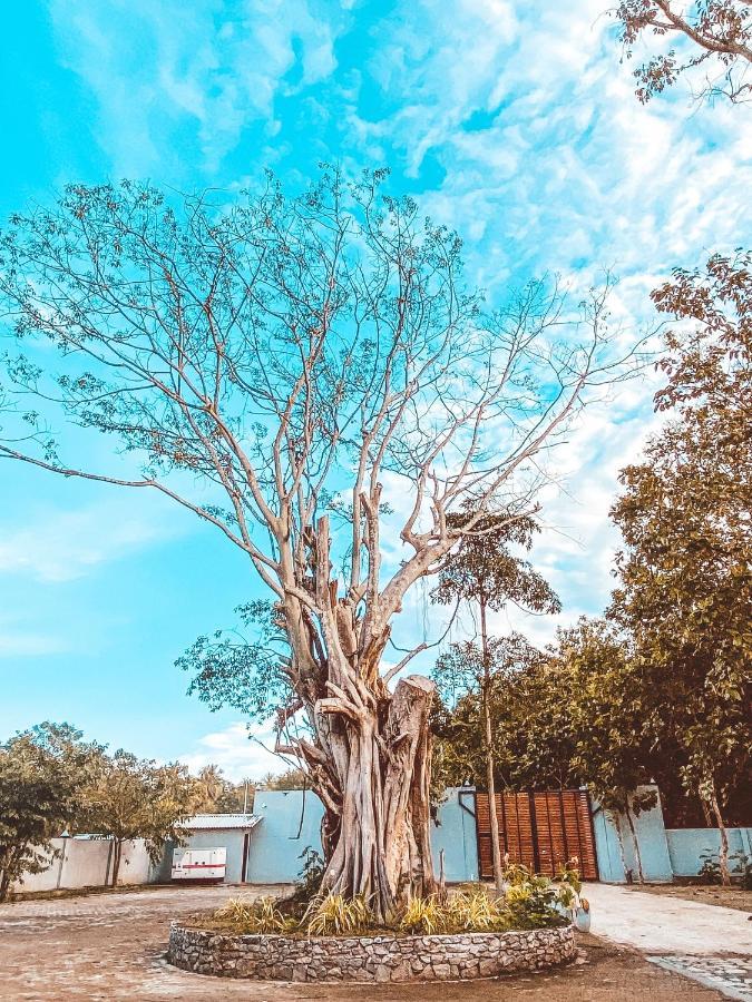 Nivadoo Resort Sigiriya Exterior photo The tree in 2019